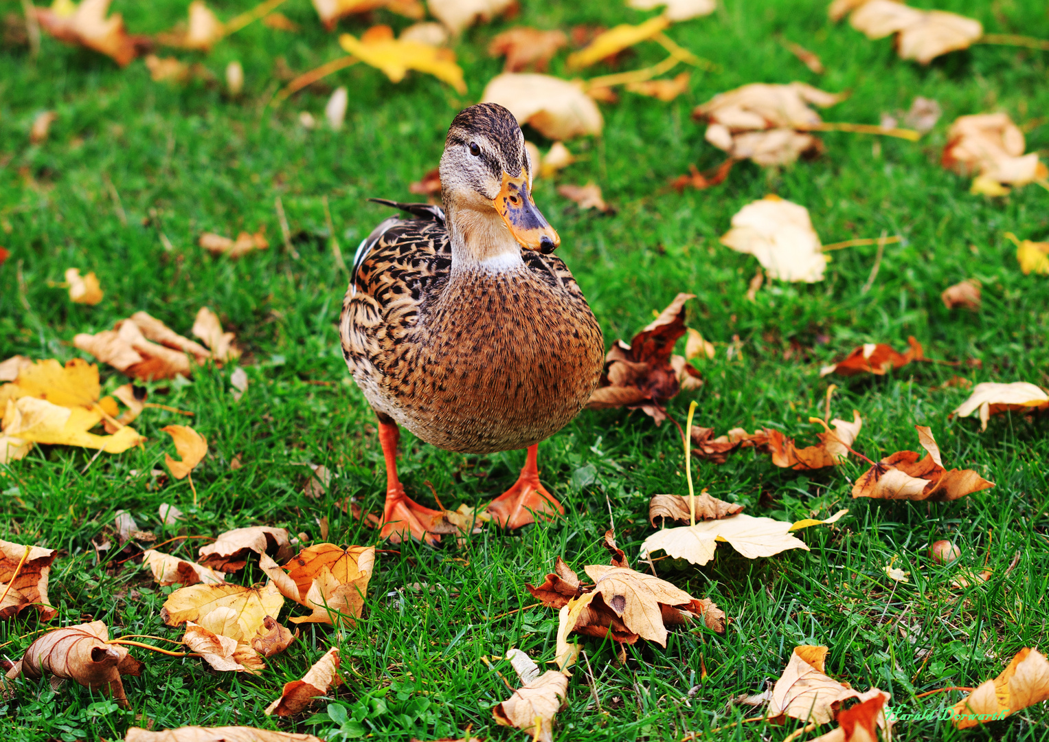 Stockente am Stausee