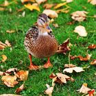 Stockente am Stausee