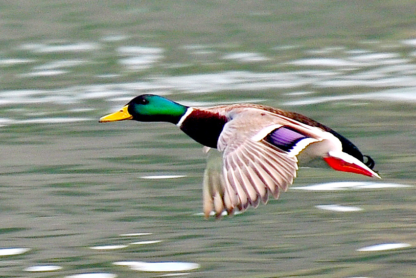 Stockente am Wohlensee