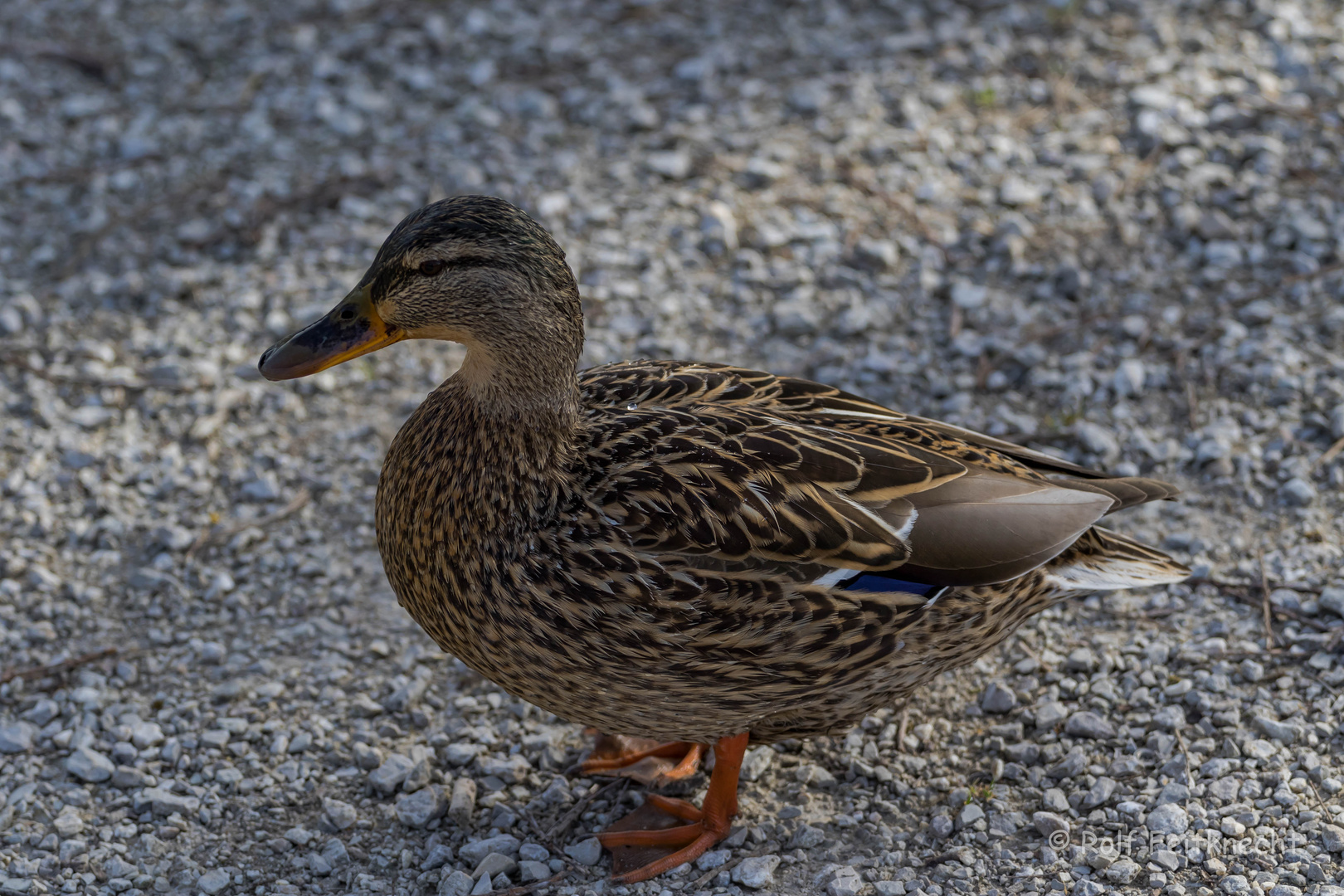 Stockente am Wohlensee