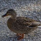 Stockente am Wohlensee