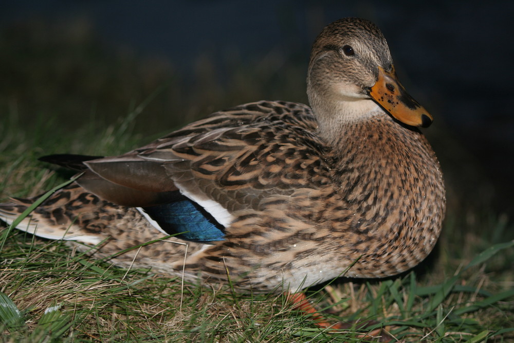 Stockente an der Umlach