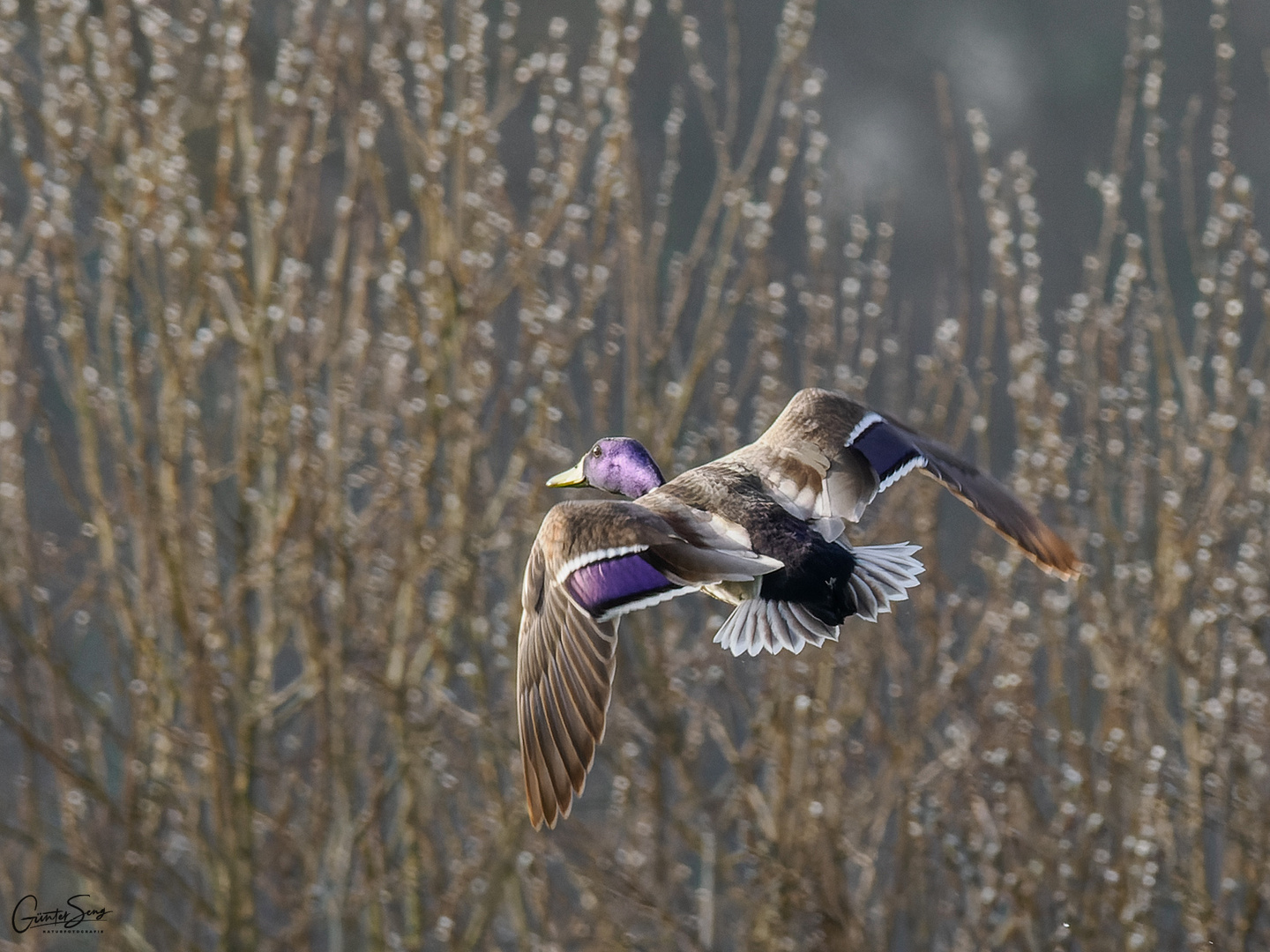 Stockente (Anas plathyrhynchos)