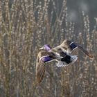 Stockente (Anas plathyrhynchos)