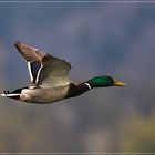 Stockente (Anas plathyrhynchos) im Flug