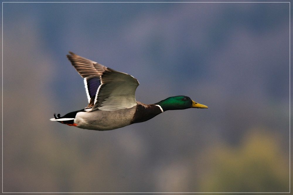 Stockente (Anas plathyrhynchos) im Flug