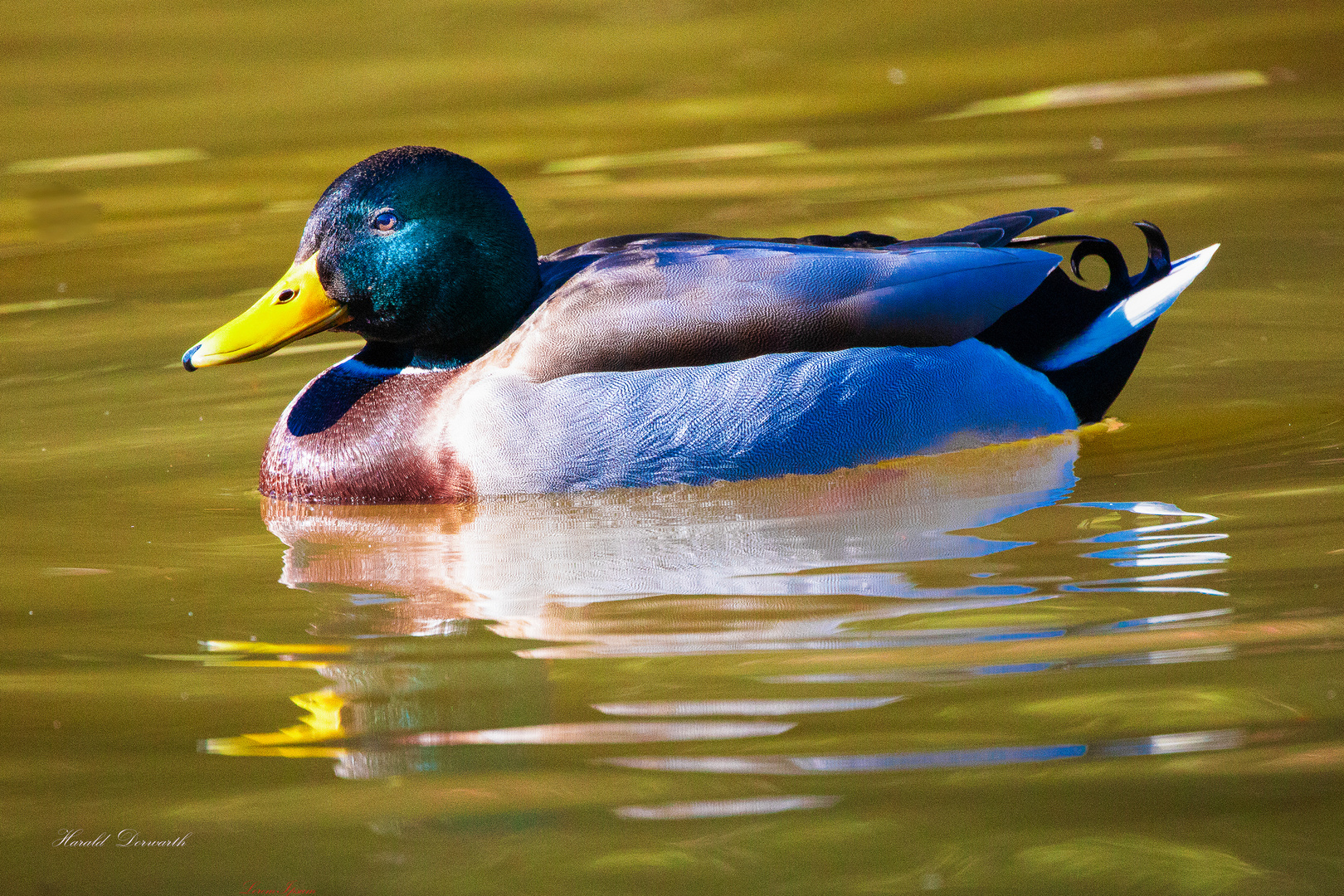 Stockente (Anas platyrhinchos)