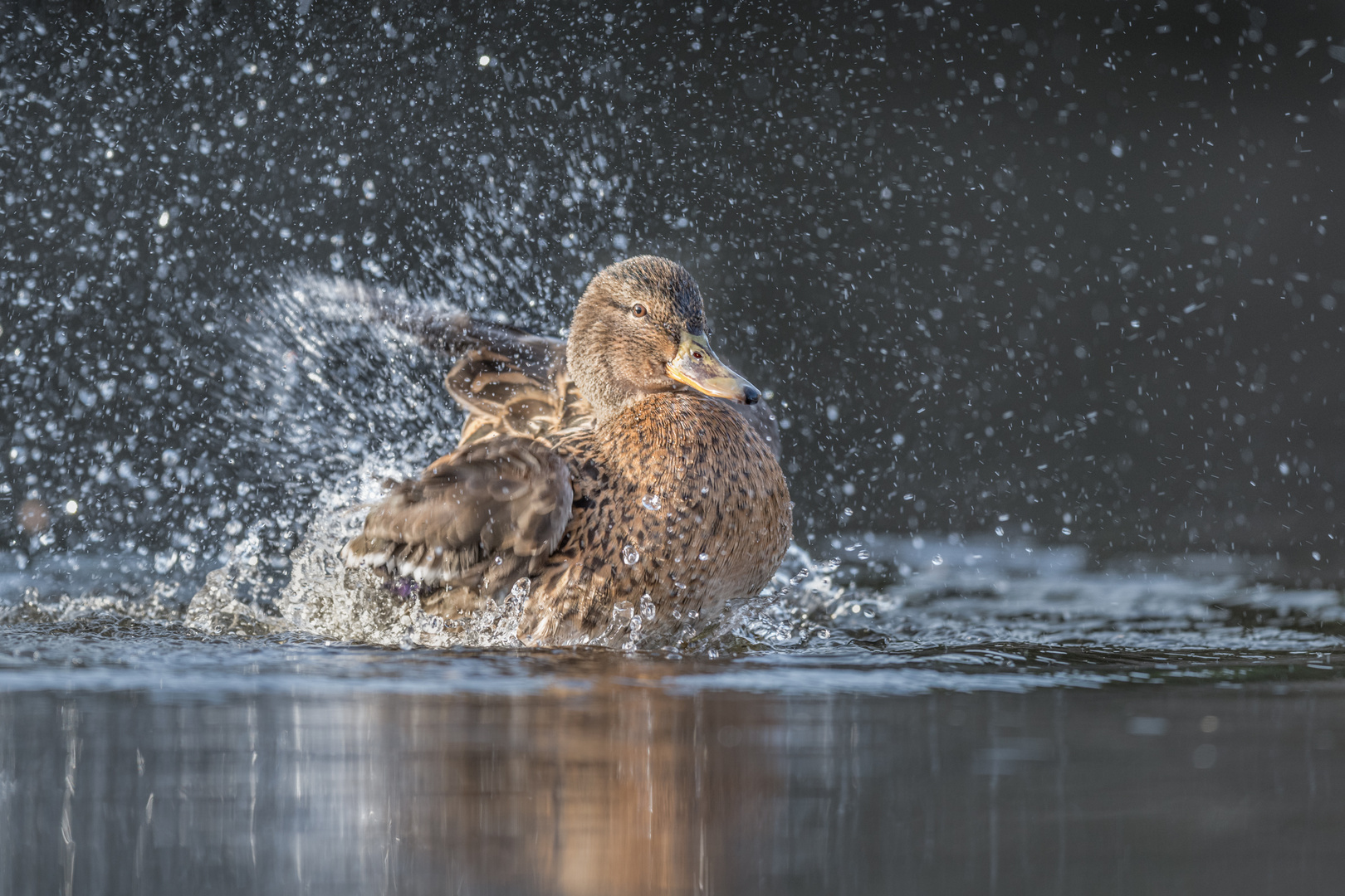 Stockente (Anas platyrhynchos)