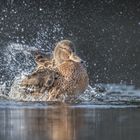 Stockente (Anas platyrhynchos)