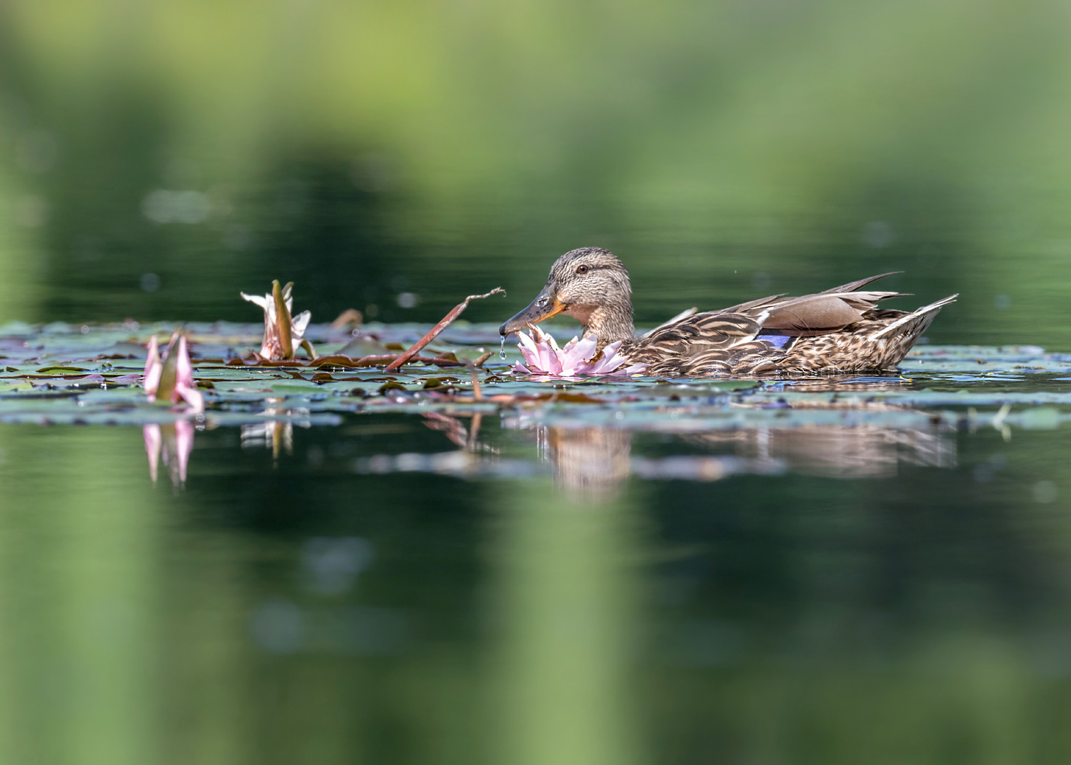 Stockente (Anas platyrhynchos)