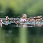 Stockente (Anas platyrhynchos)