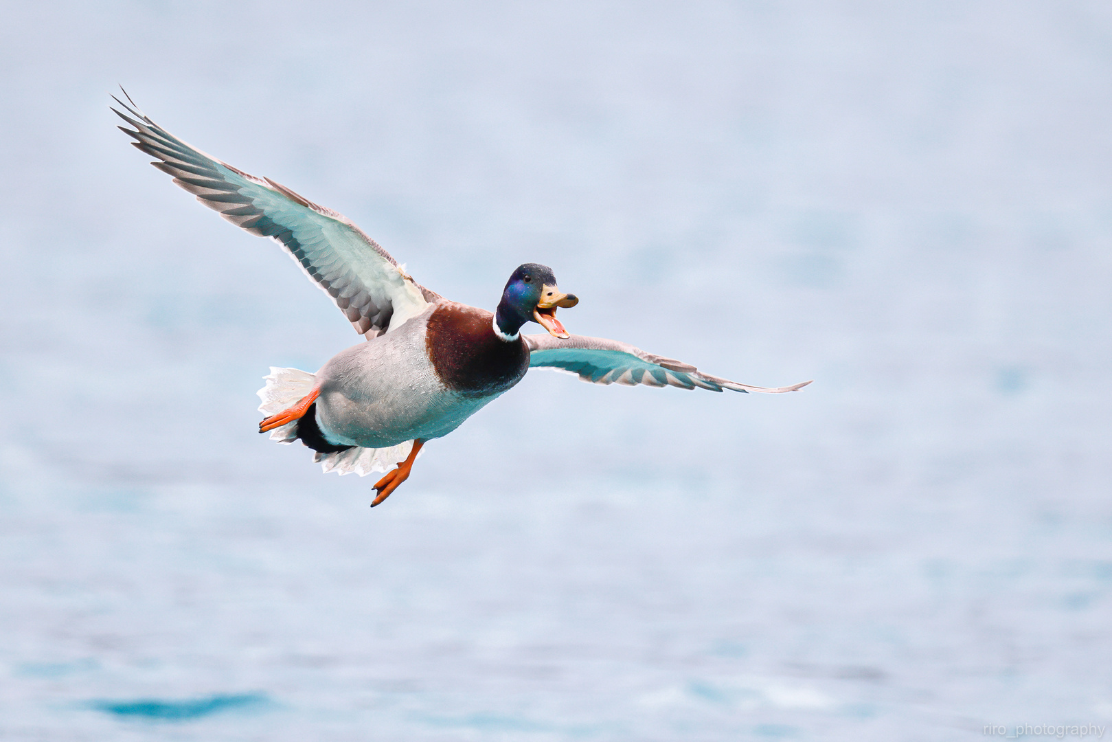 Stockente (Anas platyrhynchos) 