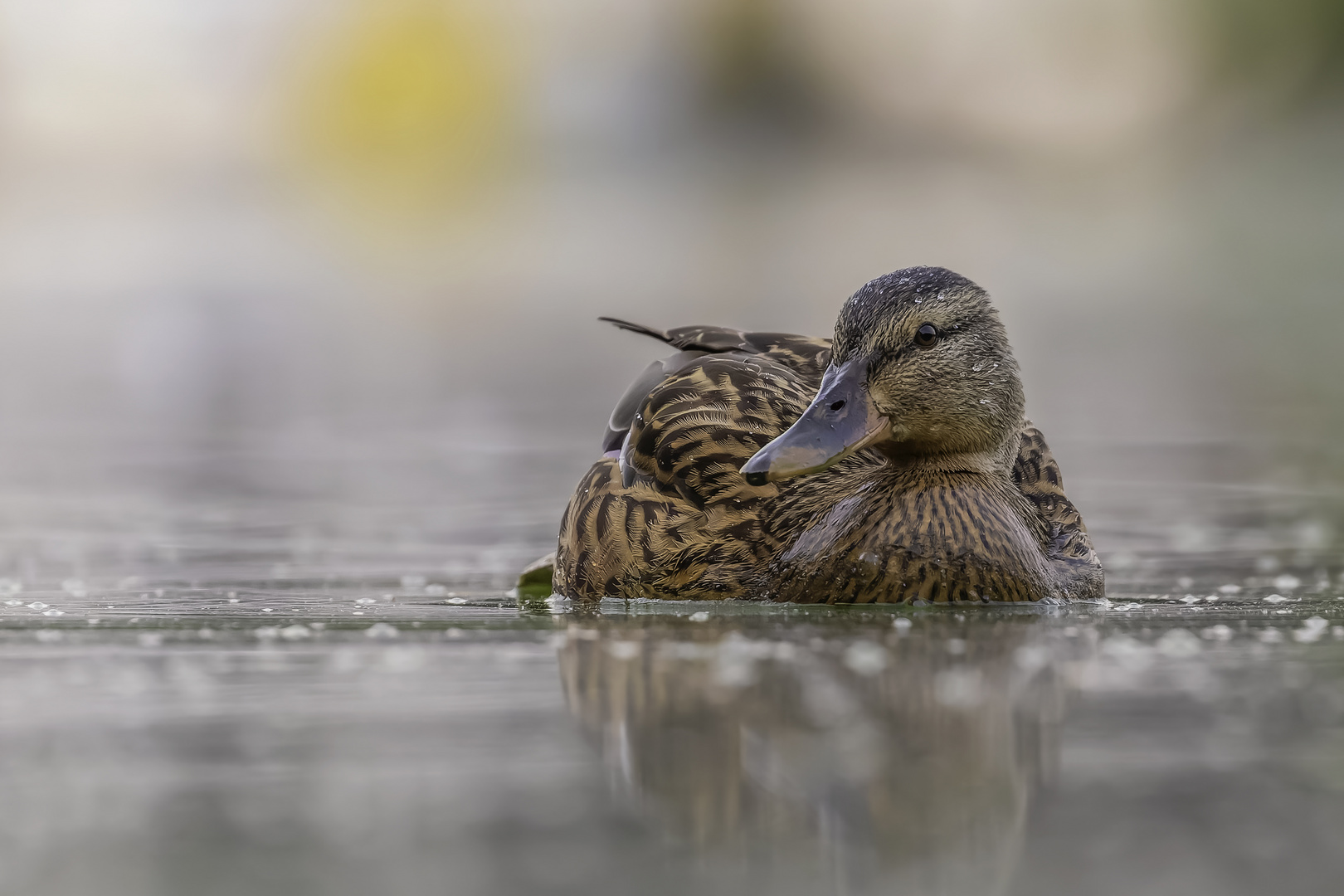 Stockente (Anas platyrhynchos)