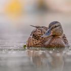 Stockente (Anas platyrhynchos)