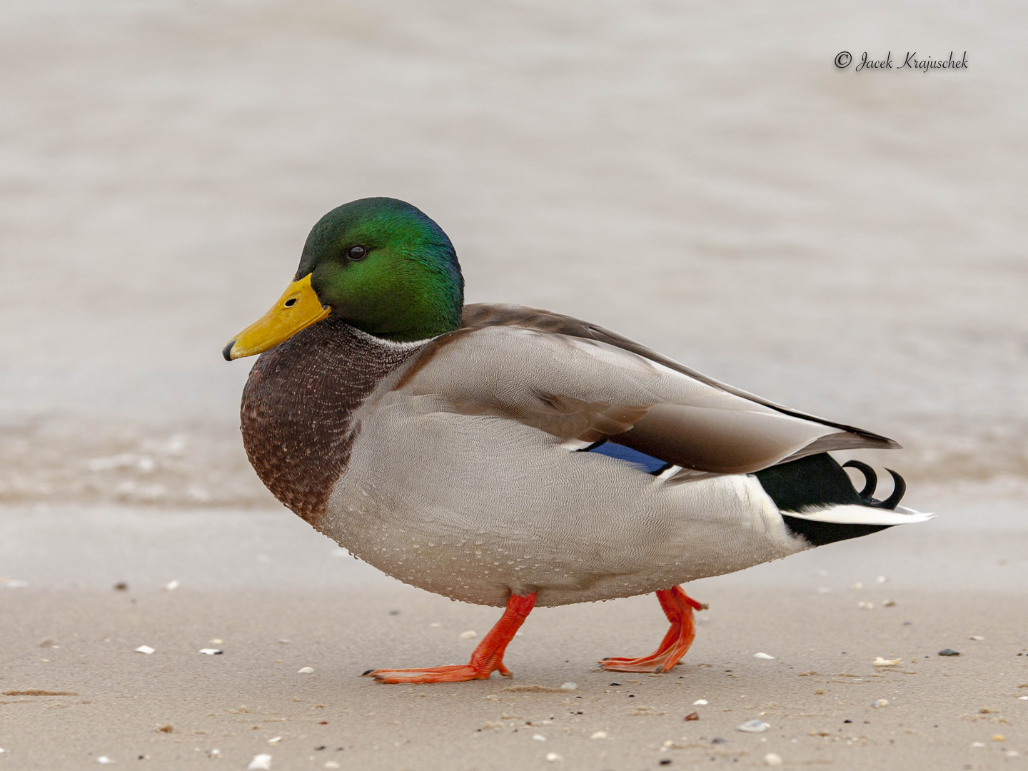 STOCKENTE (Anas platyrhynchos)