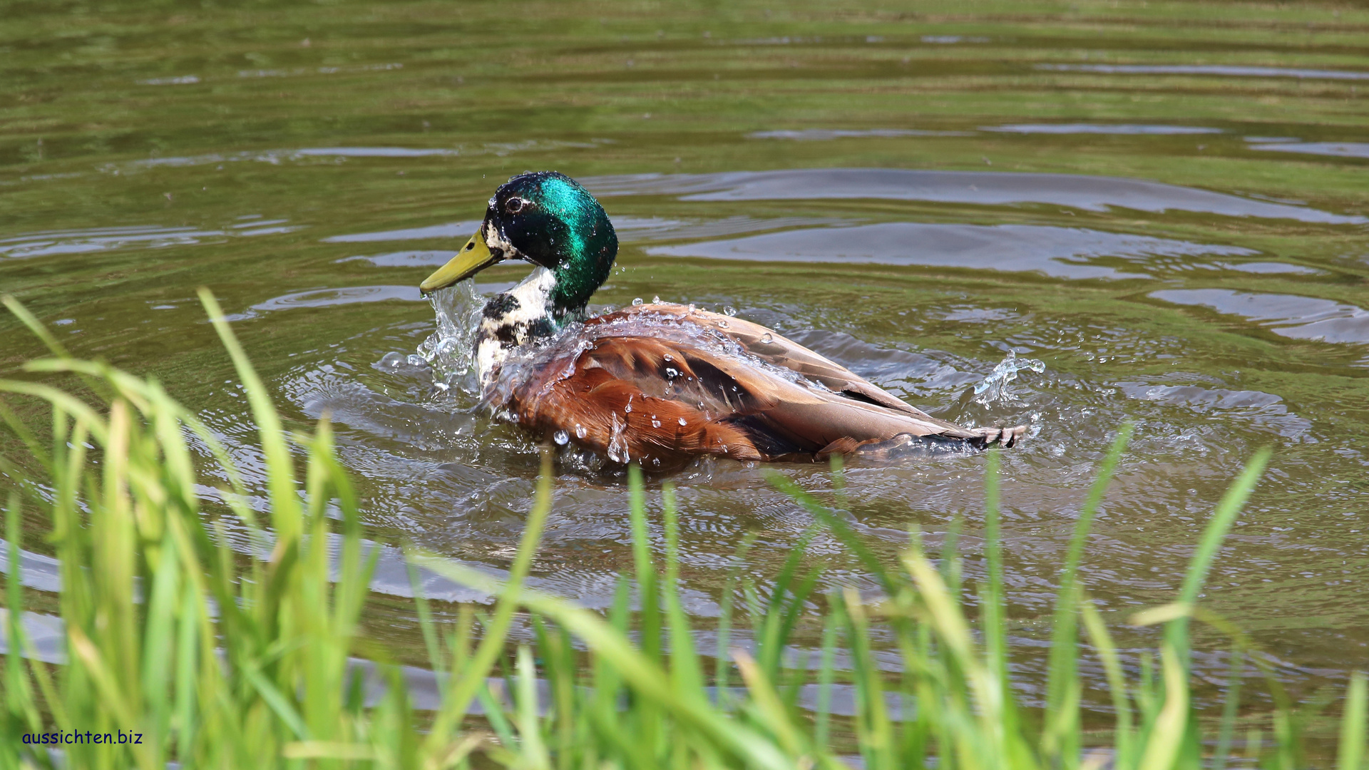 Stockente - Anas platyrhynchos 2016-05-28-024