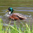 Stockente - Anas platyrhynchos 2016-05-28-024