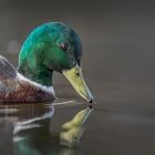 Stockente (Anas platyrhynchos)