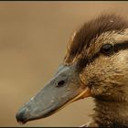 Stockente (Anas platyrhynchos)