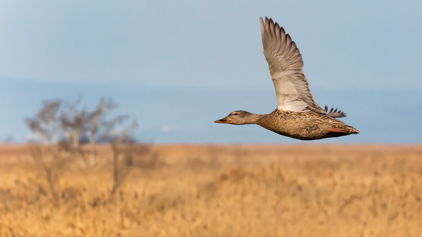 Stockente (Anas platyrhynchos)