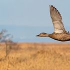 Stockente (Anas platyrhynchos)