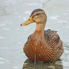 Stockente (Anas platyrhynchos)