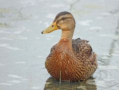 Stockente (Anas platyrhynchos)