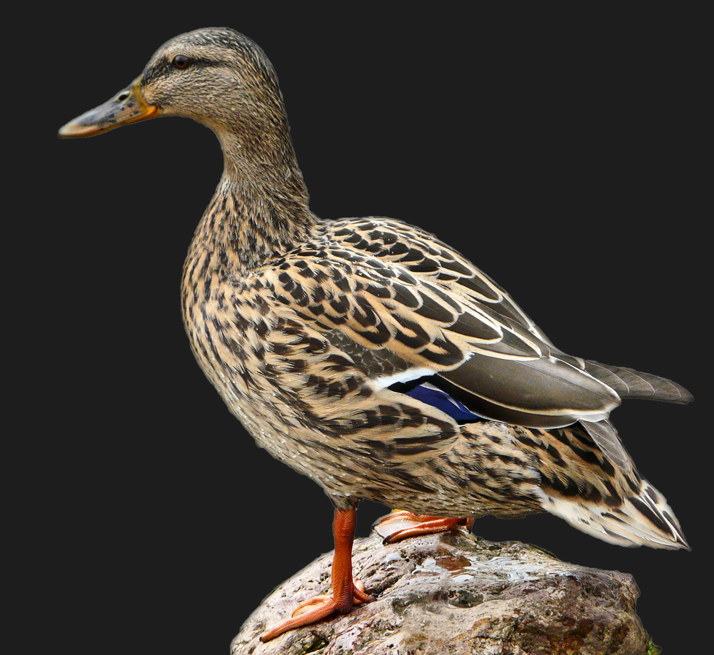 Stockente (Anas platyrhynchos)