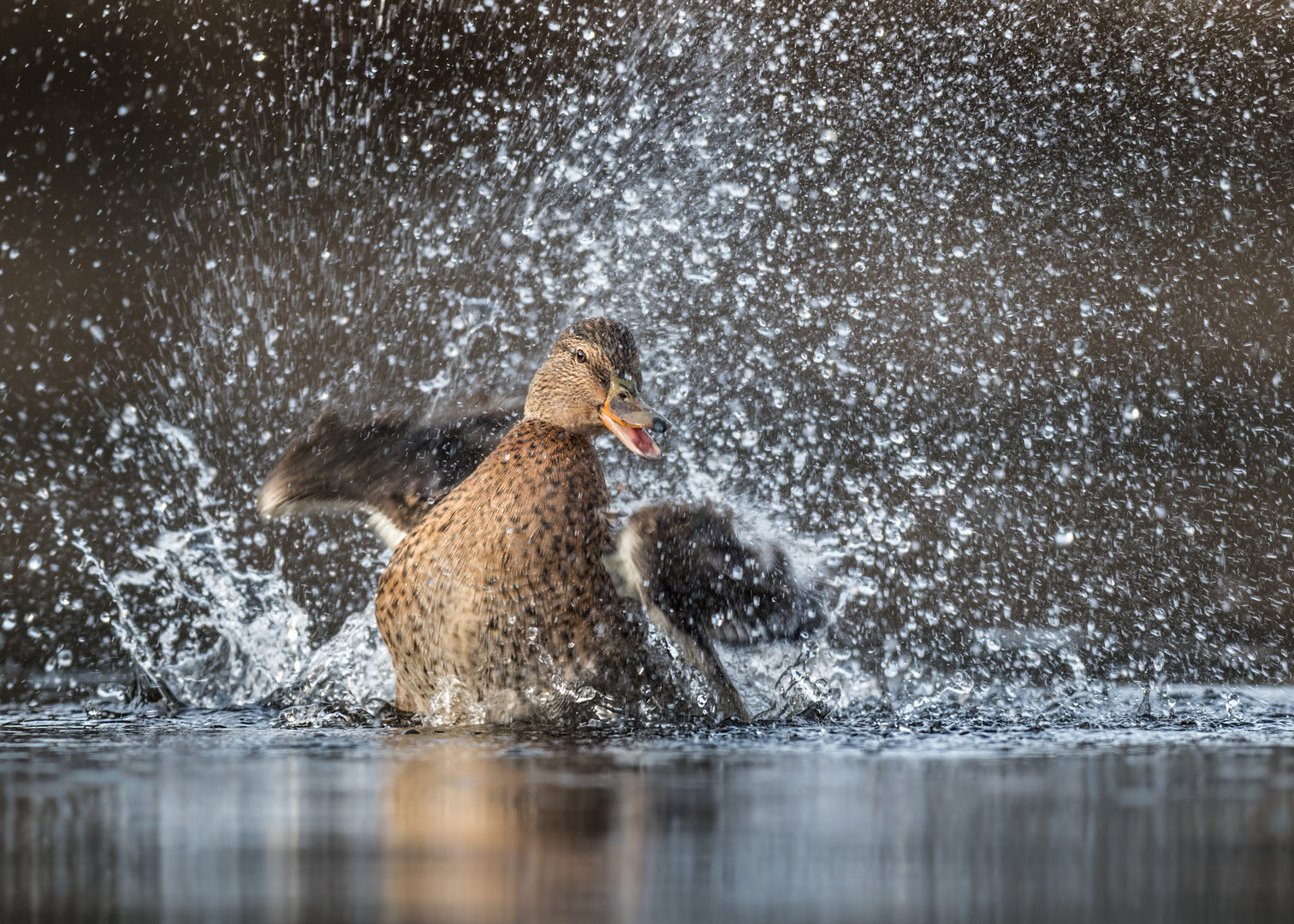 Stockente (Anas platyrhynchos)