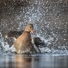 Stockente (Anas platyrhynchos)