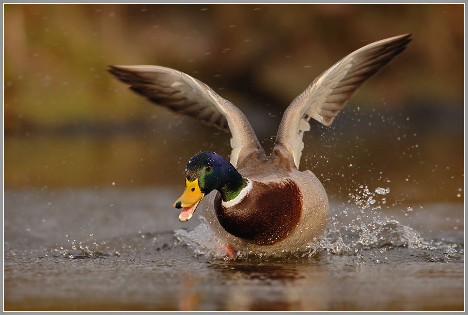 Stockente (Anas platyrhynchos)