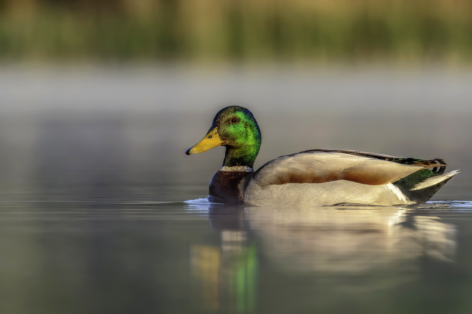 Stockente (Anas platyrhynchos)