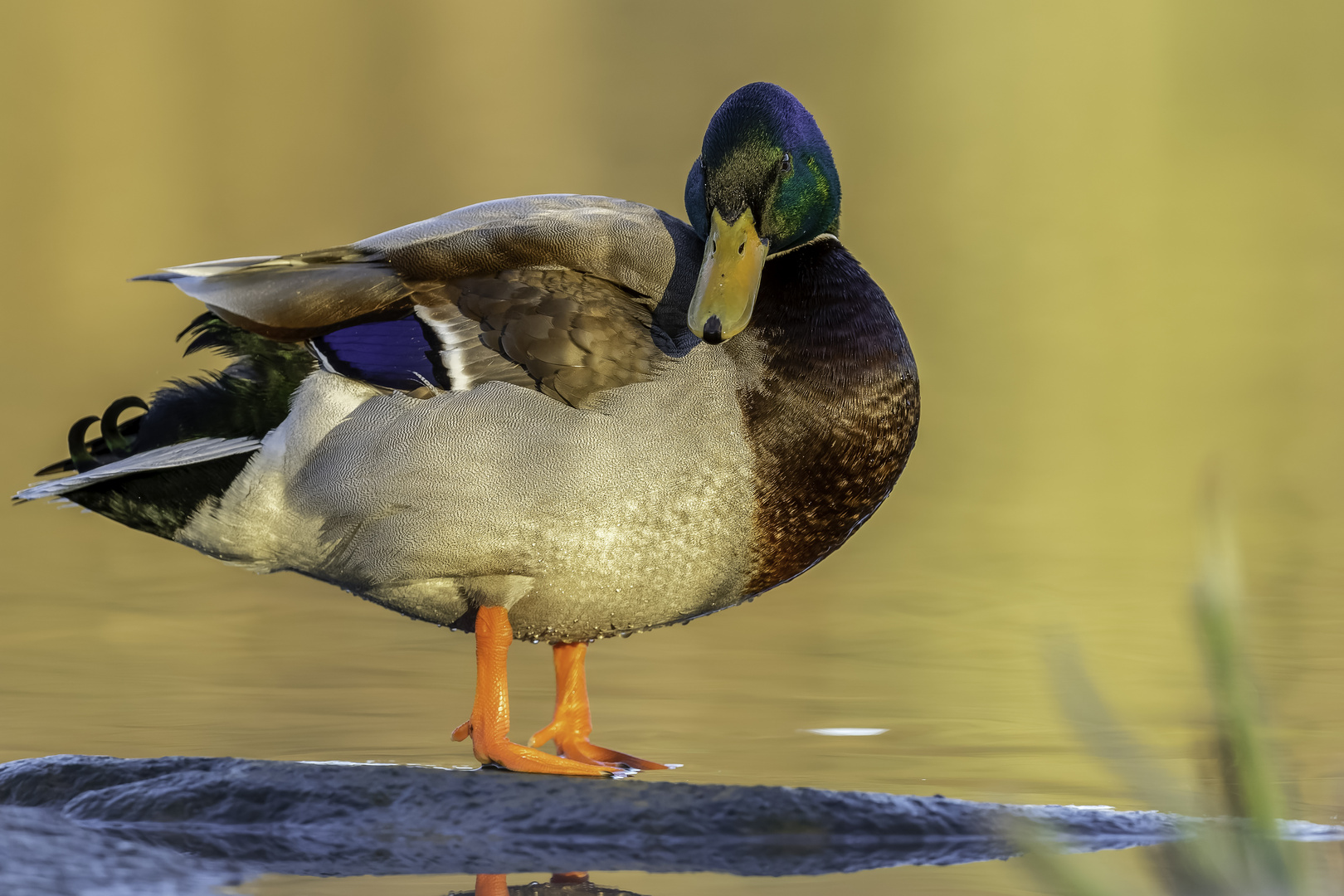 Stockente (Anas platyrhynchos)