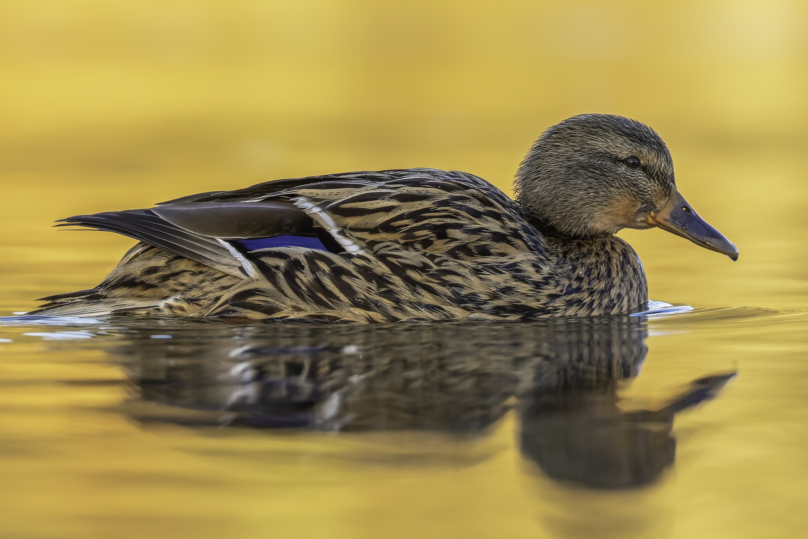 Stockente (Anas platyrhynchos)