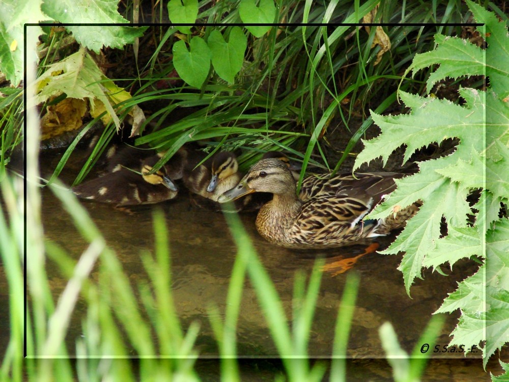 Stockente (Anas platyrhynchos)