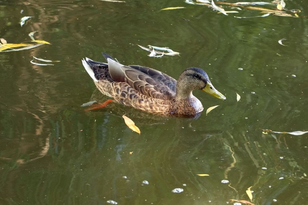 Stockente (Anas platyrhynchos)