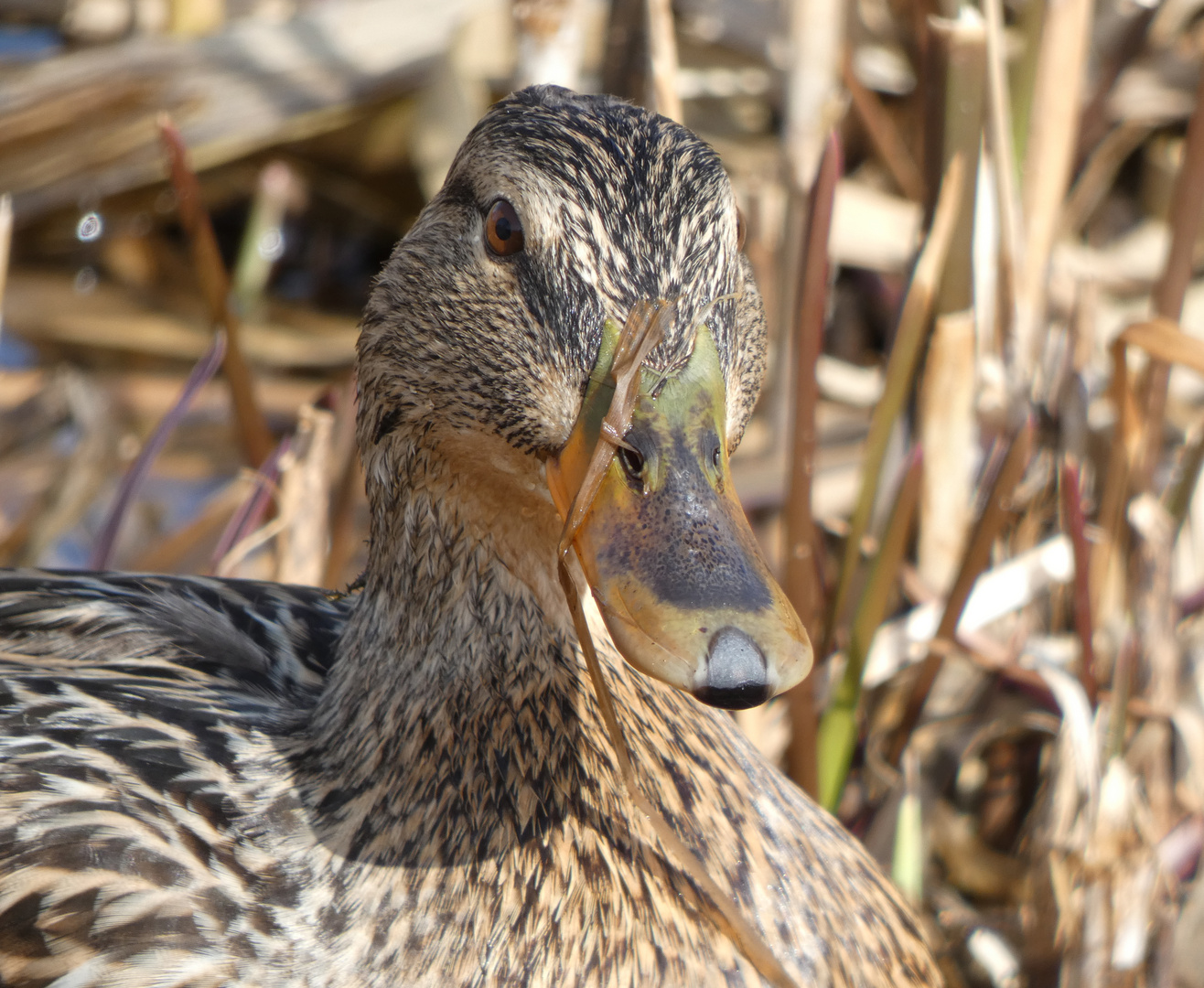 Stockente (Anas platyrhynchos)