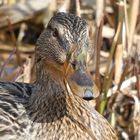 Stockente (Anas platyrhynchos)