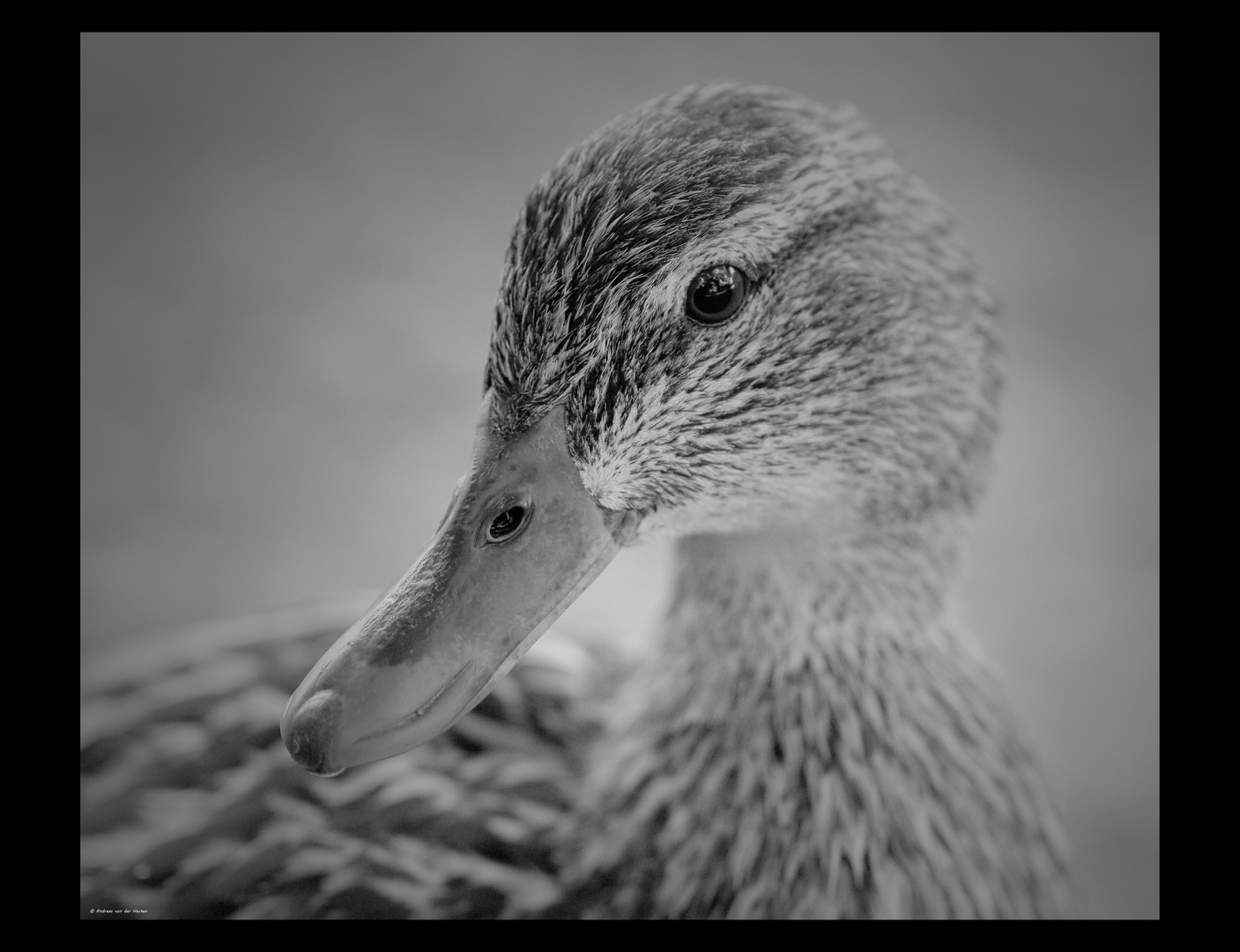 Stockente (Anas platyrhynchos)