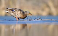 Stockente (Anas platyrhynchos)