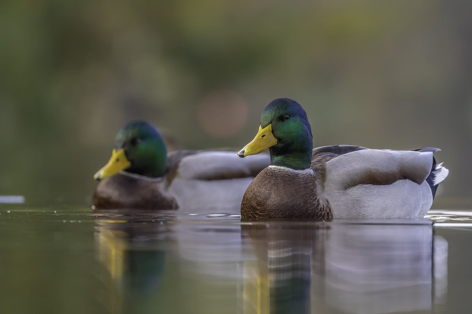 Stockente (Anas platyrhynchos)