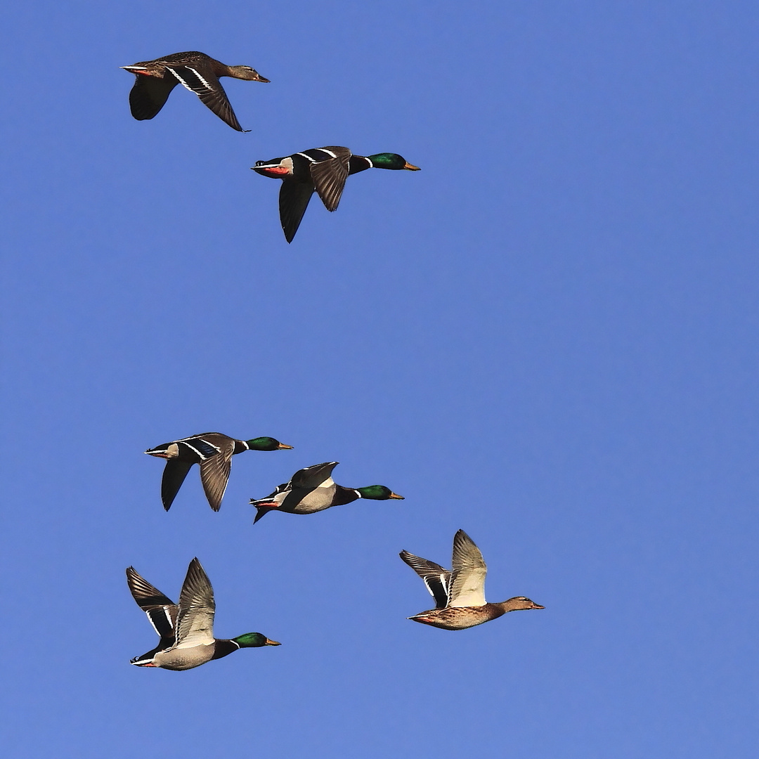 Stockente (Anas platyrhynchos)