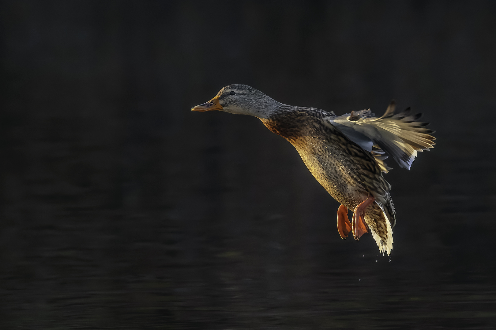 Stockente (Anas platyrhynchos)