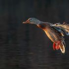 Stockente (Anas platyrhynchos)