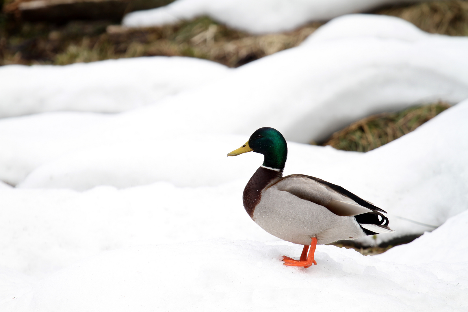 Stockente (Anas platyrhynchos)