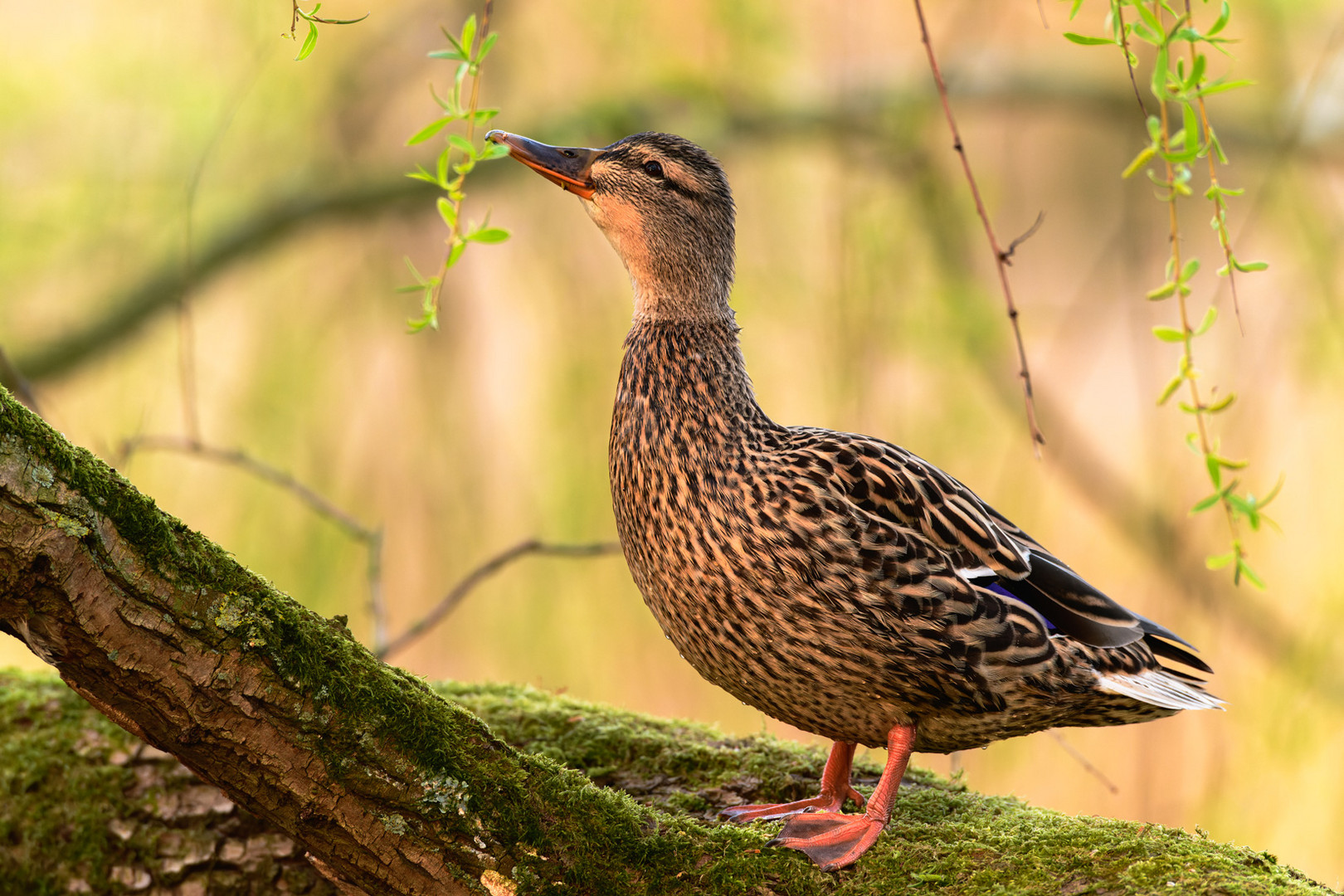 Stockente - Anas platyrhynchos