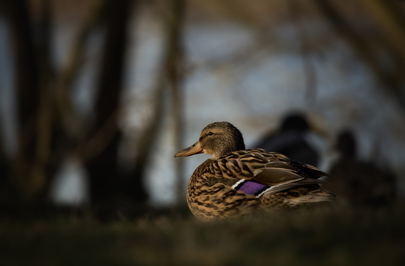 Stockente (Anas platyrhynchos) am Rheinufer