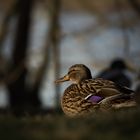 Stockente (Anas platyrhynchos) am Rheinufer