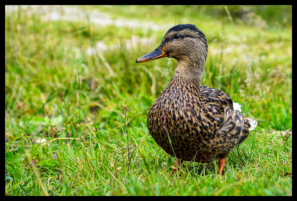 Stockente (Anas platyrhynchos) am Seebensee, Tirol