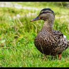 Stockente (Anas platyrhynchos) am Seebensee, Tirol